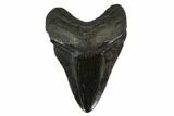 Fossil Megalodon Tooth - Polished Blade #130744-1
